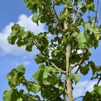 Lieska turecká (Corylus Colurna) - výška 300-350 cm, obvod kmeňa: 10/12 cm, kont. C35L